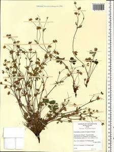 Potentilla crantzii (Crantz) Beck, Eastern Europe, Northern region (E1) (Russia)