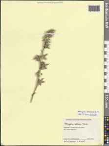 Astragalus tribuloides Delile, Caucasus, Armenia (K5) (Armenia)