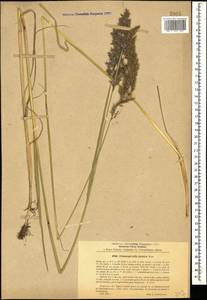 Calamagrostis pseudophragmites (Haller f.) Koeler, Caucasus, Turkish Caucasus (NE Turkey) (K7) (Turkey)