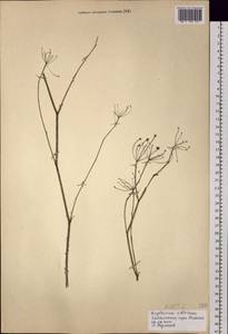 Bupleurum sibiricum Vest ex Spreng., Siberia, Baikal & Transbaikal region (S4) (Russia)