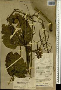Brassica oleracea L., South Asia, South Asia (Asia outside ex-Soviet states and Mongolia) (ASIA) (China)