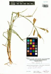 Carex vesicata Meinsh., Siberia, Baikal & Transbaikal region (S4) (Russia)