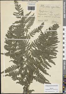 Pteridium aquilinum (L.) Kuhn, Eastern Europe, Moscow region (E4a) (Russia)