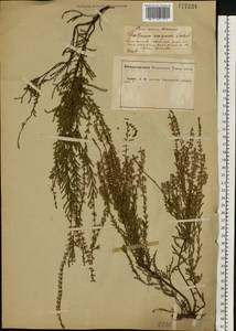 Calluna vulgaris (L.) Hull, Eastern Europe, Central forest-and-steppe region (E6) (Russia)