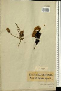 Pteronia hirsuta L.f., Africa (AFR) (South Africa)