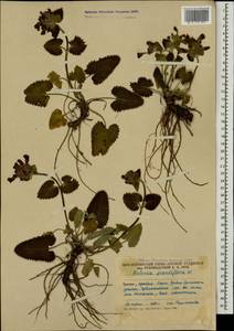 Betonica macrantha K.Koch, Caucasus, South Ossetia (K4b) (South Ossetia)