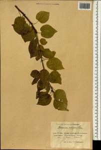 Prunus armeniaca L., South Asia, South Asia (Asia outside ex-Soviet states and Mongolia) (ASIA) (China)