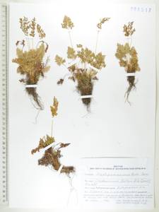 Cryptogramma stelleri (S.G.Gmel.) Prantl, Siberia, Russian Far East (S6) (Russia)