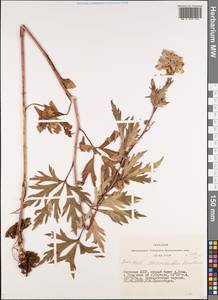 Aconitum kusnezoffii Rchb., Siberia, Yakutia (S5) (Russia)