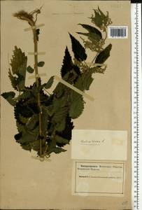Urtica dioica L., Eastern Europe, Northern region (E1) (Russia)
