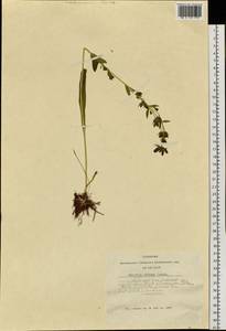 Swertia obtusa Ledeb., Siberia, Altai & Sayany Mountains (S2) (Russia)