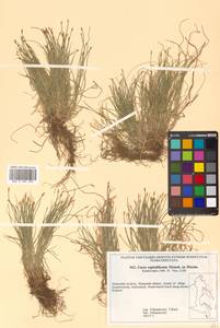 Carex onoei Franch. & Sav., Siberia, Russian Far East (S6) (Russia)