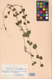 MHA 0 155 839, Glechoma hederacea L., Eastern Europe, Eastern region (E10) (Russia)