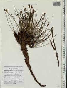 Plantago maritima L., Eastern Europe, Northern region (E1) (Russia)