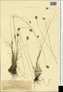 Alopecurus vaginatus (Willd.) Kunth, Crimea (KRYM) (Russia)