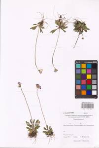 Primula farinosa L., Siberia, Baikal & Transbaikal region (S4) (Russia)