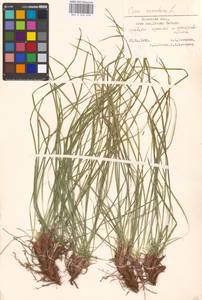 Carex montana L., Eastern Europe, North-Western region (E2) (Russia)