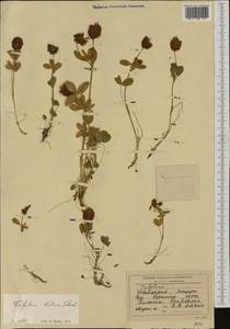 Trifolium badium Schreb., Western Europe (EUR) (Switzerland)