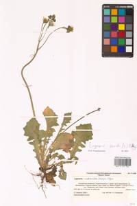 Crepis sancta subsp. sancta, Eastern Europe, Lower Volga region (E9) (Russia)