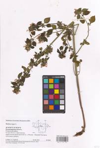 MHA 0 154 725, Ballota nigra L., Eastern Europe, Central region (E4) (Russia)