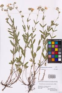 Helianthemum nummularium (L.) Mill., Eastern Europe, Western region (E3) (Russia)