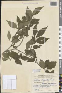 Lonicera chrysantha Turcz., South Asia, South Asia (Asia outside ex-Soviet states and Mongolia) (ASIA) (China)