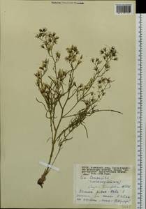 Crepidiastrum tenuifolium (Willd.) Sennikov, Siberia, Altai & Sayany Mountains (S2) (Russia)