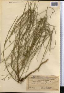 Chondrilla ambigua Fisch. ex Kar. & Kir., Middle Asia, Caspian Ustyurt & Northern Aralia (M8) (Kazakhstan)