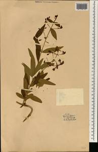 Hypericum foliosum Dryand. ex Ait., Africa (AFR) (Spain)