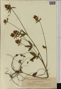Trifolium ochroleucon Huds., Western Europe (EUR) (Romania)