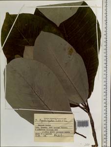 Magnolia obovata Thunb., Siberia, Russian Far East (S6) (Russia)