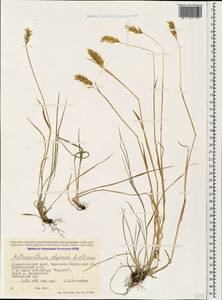 Anthoxanthum nipponicum Honda, Caucasus, Stavropol Krai, Karachay-Cherkessia & Kabardino-Balkaria (K1b) (Russia)