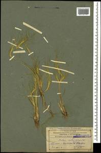 Taeniatherum caput-medusae (L.) Nevski, Caucasus, Armenia (K5) (Armenia)