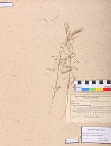 Thesium repens Ledeb., Siberia, Central Siberia (S3) (Russia)