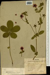 Potentilla nepalensis Hook., South Asia, South Asia (Asia outside ex-Soviet states and Mongolia) (ASIA) (Switzerland)