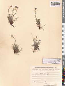 Eritrichium ochotense Yurtseva & Khokhr., Siberia, Chukotka & Kamchatka (S7) (Russia)