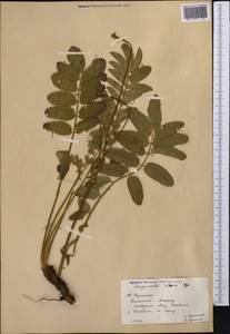 Sanguisorba alpina Bunge, Middle Asia, Western Tian Shan & Karatau (M3) (Kazakhstan)