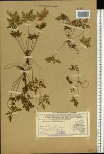Geranium robertianum L., Eastern Europe, Volga-Kama region (E7) (Russia)