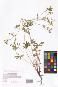 Potentilla longipes Ledeb., Eastern Europe, Eastern region (E10) (Russia)