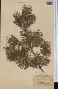 Pseudotsuga menziesii (Mirb.) Franco, America (AMER) (United States)