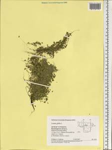 Lemna gibba L., Eastern Europe, Central region (E4) (Russia)