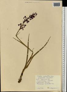 Anacamptis palustris (Jacq.) R.M.Bateman, Pridgeon & M.W.Chase, Eastern Europe, South Ukrainian region (E12) (Ukraine)