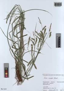 KUZ 003 221, Carex arnellii Christ ex Scheutz, Siberia, Altai & Sayany Mountains (S2) (Russia)