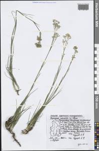 Eremogone saxatilis (L.) Ikonn., Eastern Europe, Volga-Kama region (E7) (Russia)