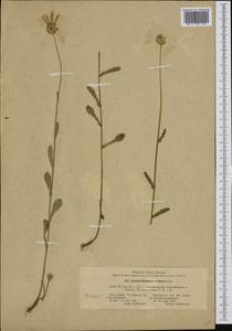 Leucanthemum vulgare Lam., Western Europe (EUR) (Poland)
