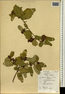 Quercus suber L., Africa (AFR) (Morocco)