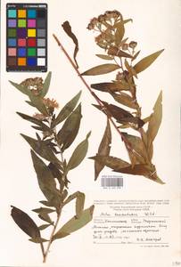 Symphyotrichum lanceolatum (Willd.) G. L. Nesom, Eastern Europe, North-Western region (E2) (Russia)