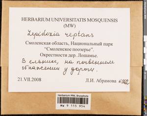 Lepidozia reptans (L.) Dumort., Bryophytes, Bryophytes - Middle Russia (B6) (Russia)