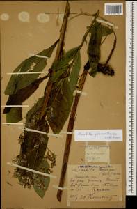 Lactuca prenanthoides (M. Bieb.), Caucasus, Stavropol Krai, Karachay-Cherkessia & Kabardino-Balkaria (K1b) (Russia)