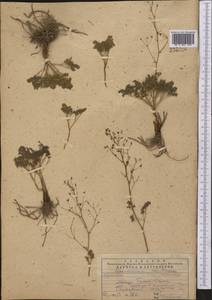 Thalictrum isopyroides C. A. Mey., Middle Asia, Western Tian Shan & Karatau (M3) (Kazakhstan)